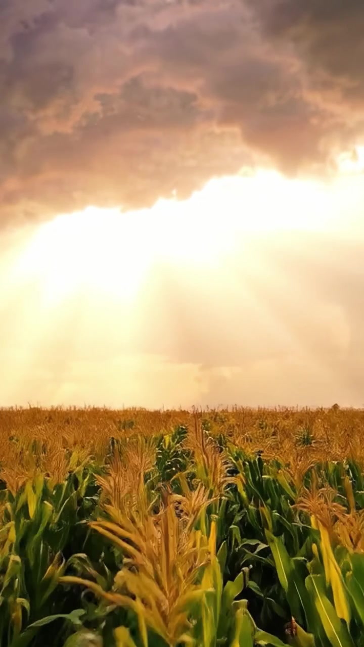 A Stunning Sunset Over a Golden Cornfield Illuminated by Dramatic Clouds and Sunbeams, Capturing the Beauty of Nature's Evening Light