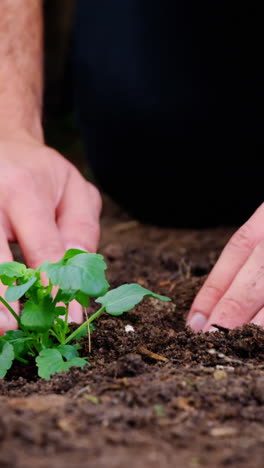 jardinero plantando un árbol pequeño en el jardín