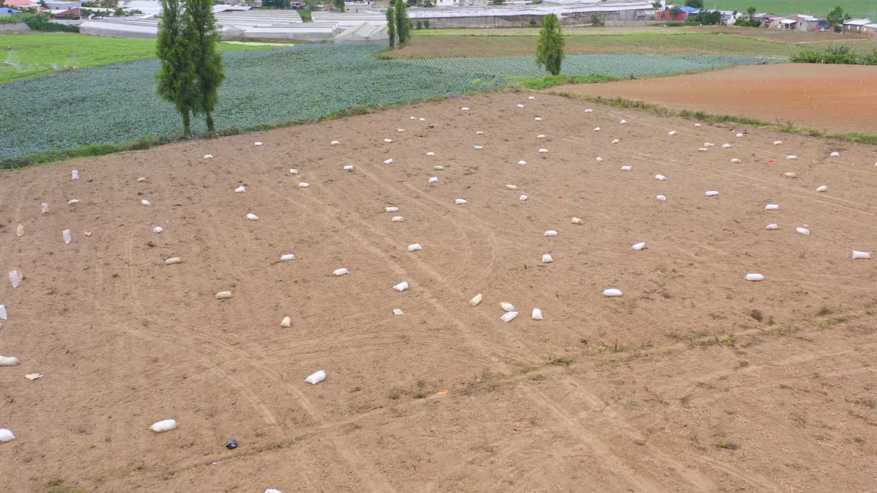 도미니카 공화국의 화창한 날 농장에서 감자를 재배하는 공중 비행