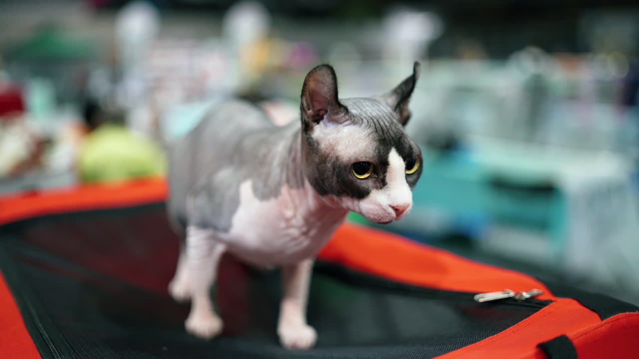 Cat of the Sphynx breed. Elf cat, close-up