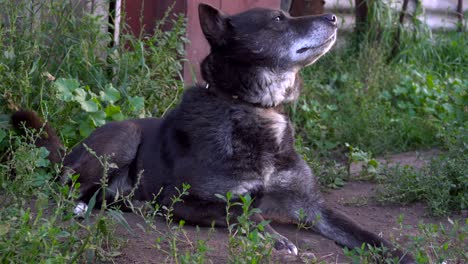 dog on chainis lying on the ground and sniffing what's in the environment