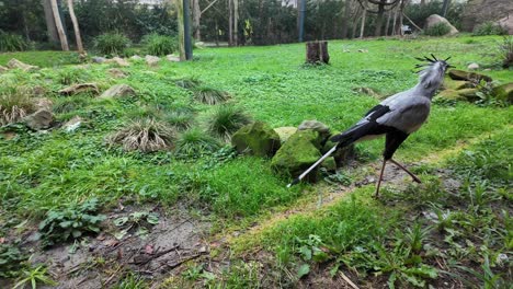 Nahaufnahme-Eines-Sekretärs-Auf-Einer-Wiese-Mit-Futter-Auf-Seinem-Schnabel