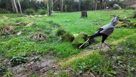 primer plano de un pájaro secretario en un prado con comida en su pico