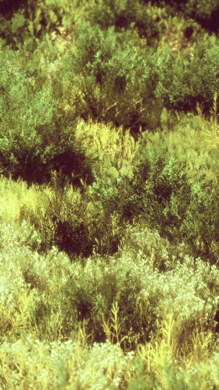 Whispers of green leaves dance in the sunlight over a lush landscape