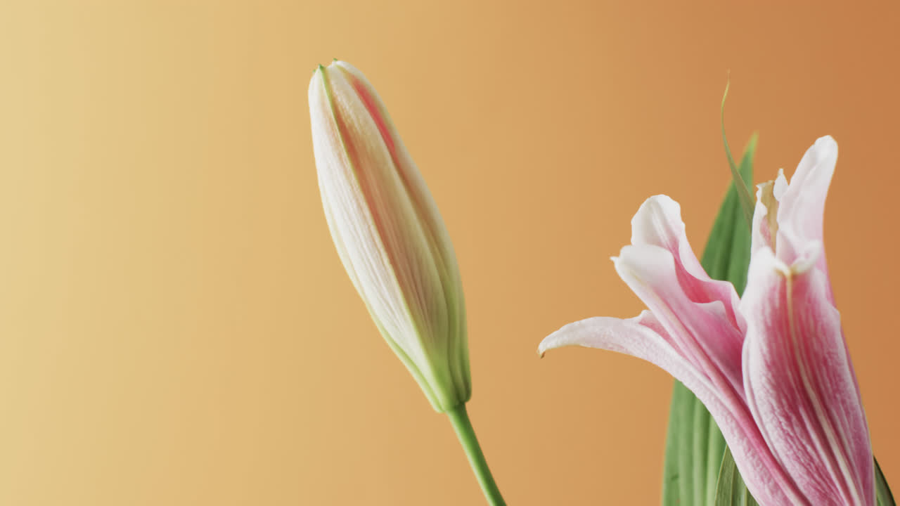 video de flores y hojas de lirio rosado con espacio de copia en fondo amarillo