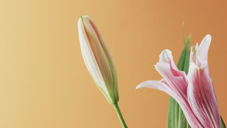 video of pink lily flowers and leaves with copy space on yellow background