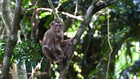 el macaco de cola de cerdo del norte es un primate que se encuentra comúnmente en el parque nacional de khao yai, aunque es una especie vulnerable