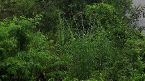 rain drops falling gently on the green foliage in the countryside of kampot, cambodia