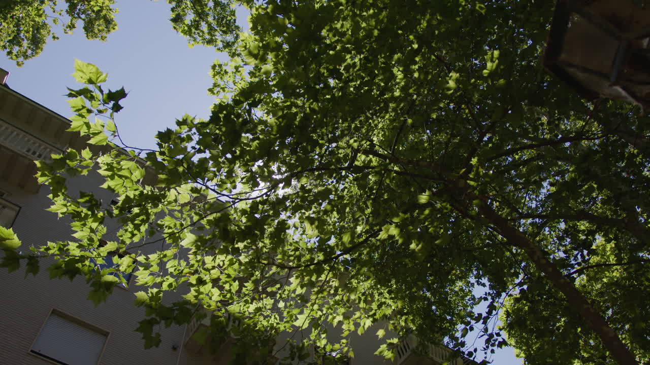 Looking up at a tree with green leaves against a blue sky