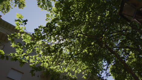 looking up at a tree with green leaves against a blue sky