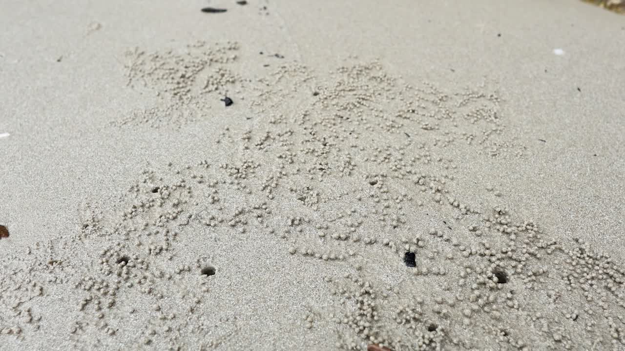 모래 해변에서 패턴을 만드는 크래브