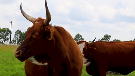 close up of cow looking straight at camera then away, flies on face hd 24fps