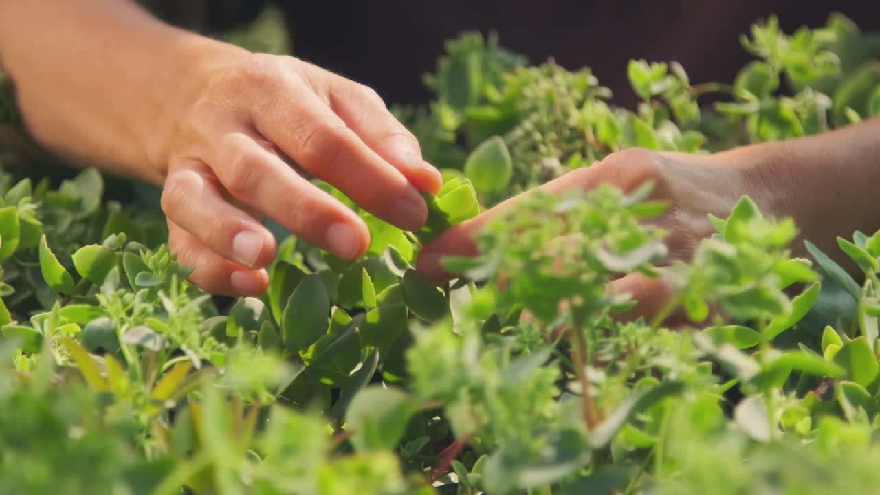 Hands tending to succulents in a garden