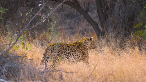 leopard walking in the african savannah to the bushes