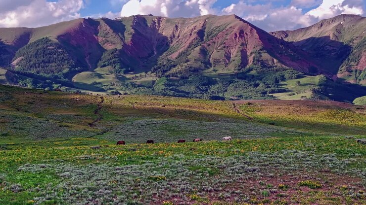 Veduta aerea su colline e prati verdi vicino alla montagna Crested Butte con cavalli selvaggi in primo piano, Colorado, USA