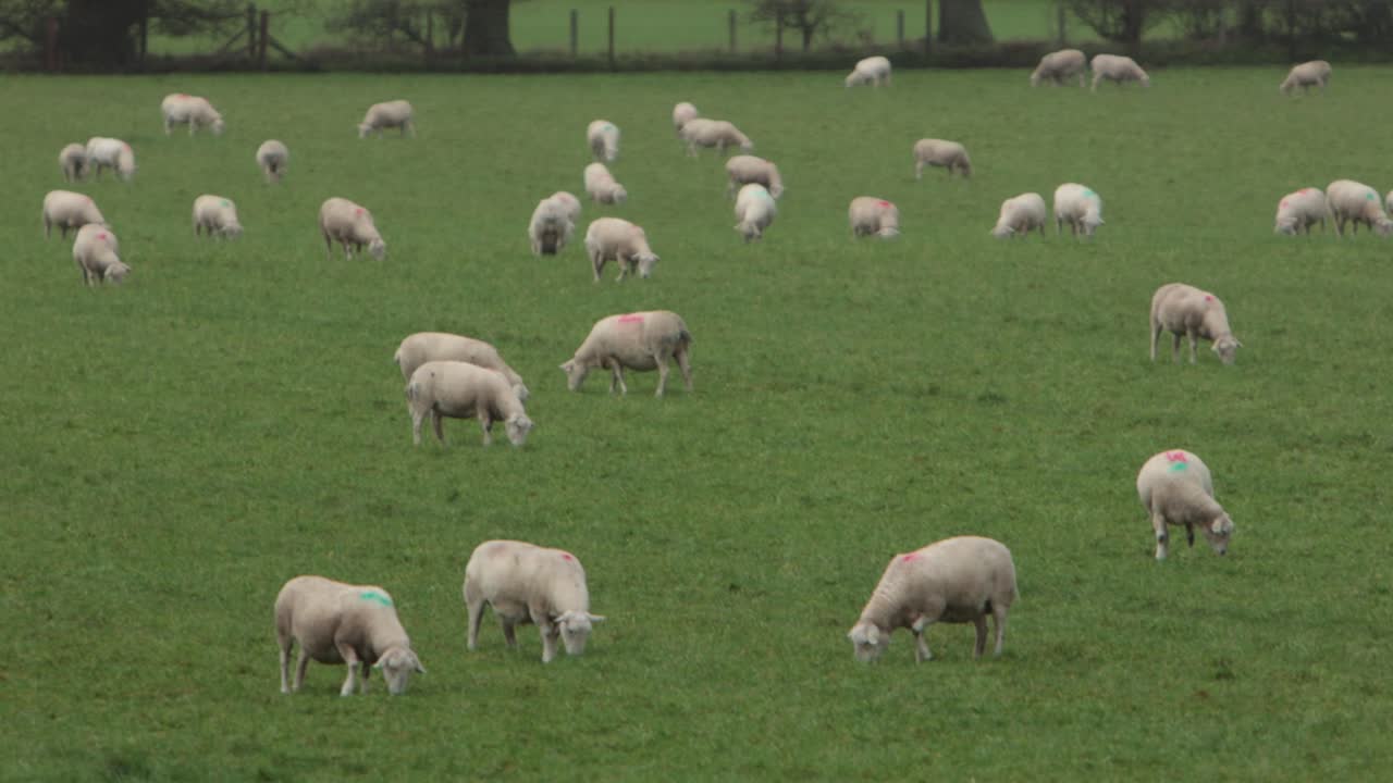 Un grande gregge di pecore al pascolo in un campo pianeggiante in inverno. Staffordshire. Inghilterra. Regno Unito