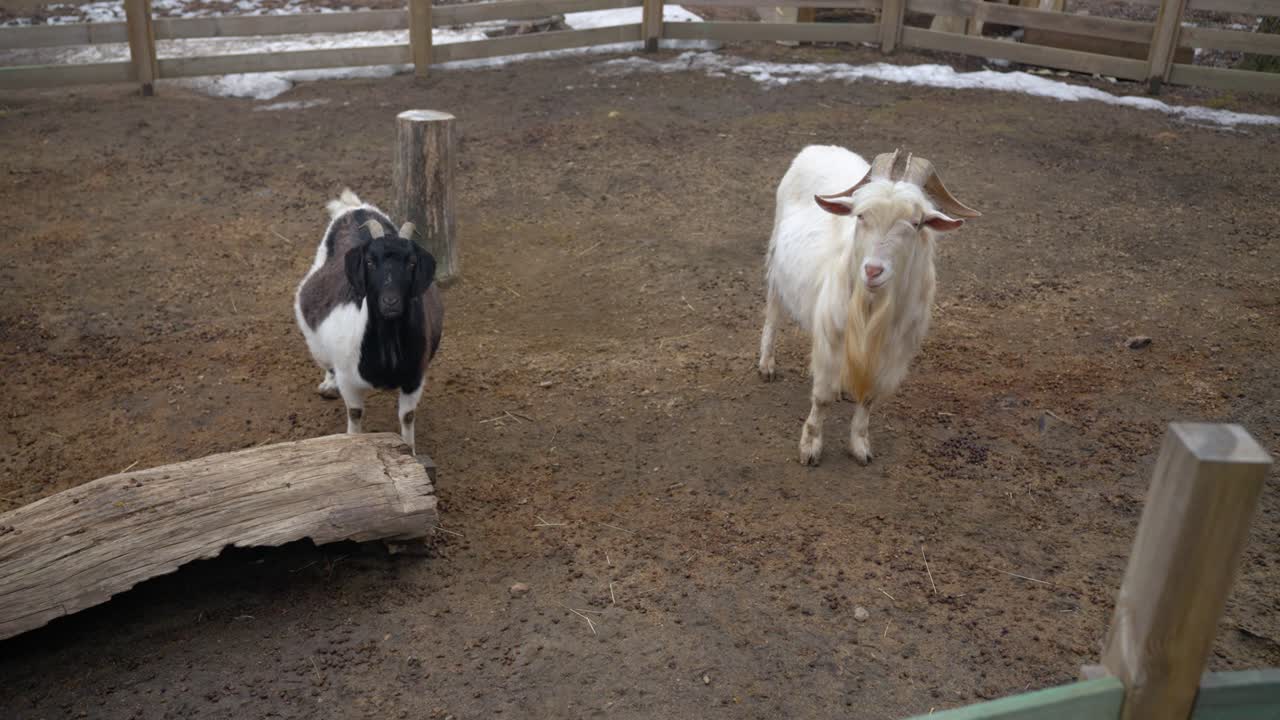 Two Domestic Goats Standing Inside Their Enclosure At Rabbit's Forest Zoo Cafe in Pyeongchang-gun, South Korea. - wide shot