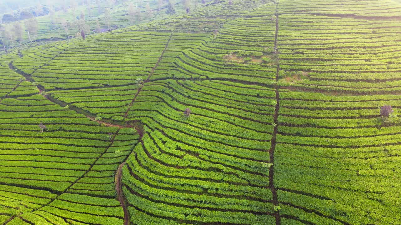 Beautiful tea plantations in Wonosobo, Central Java, Indonesia