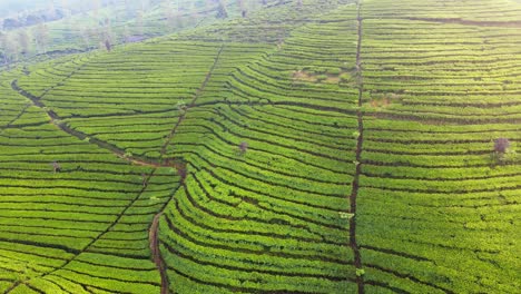 hermosas plantaciones de té en wonosobo, java central, indonesia