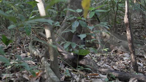 Ein-Freies,-Wildes-Affenbaby,-Das-Im-Dschungel-Herumläuft-Und-Springt-Und-Sich-Auf-Einen-Baum-Setzt