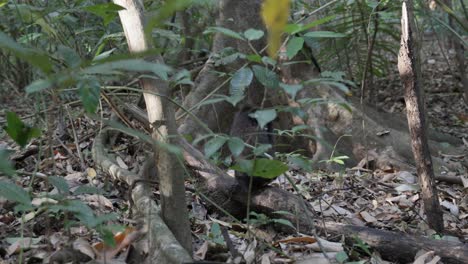 un mono bebé libre y salvaje caminando y saltando por la selva, sentado en un árbol