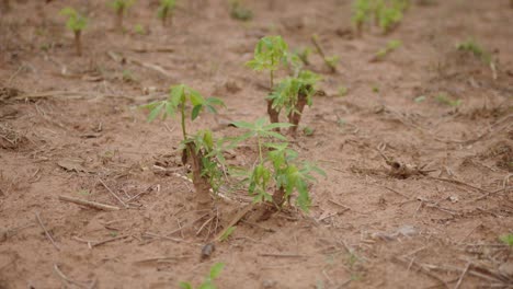 a close-up of a cassava plantation with new leaves, freshly cut plant for propagation