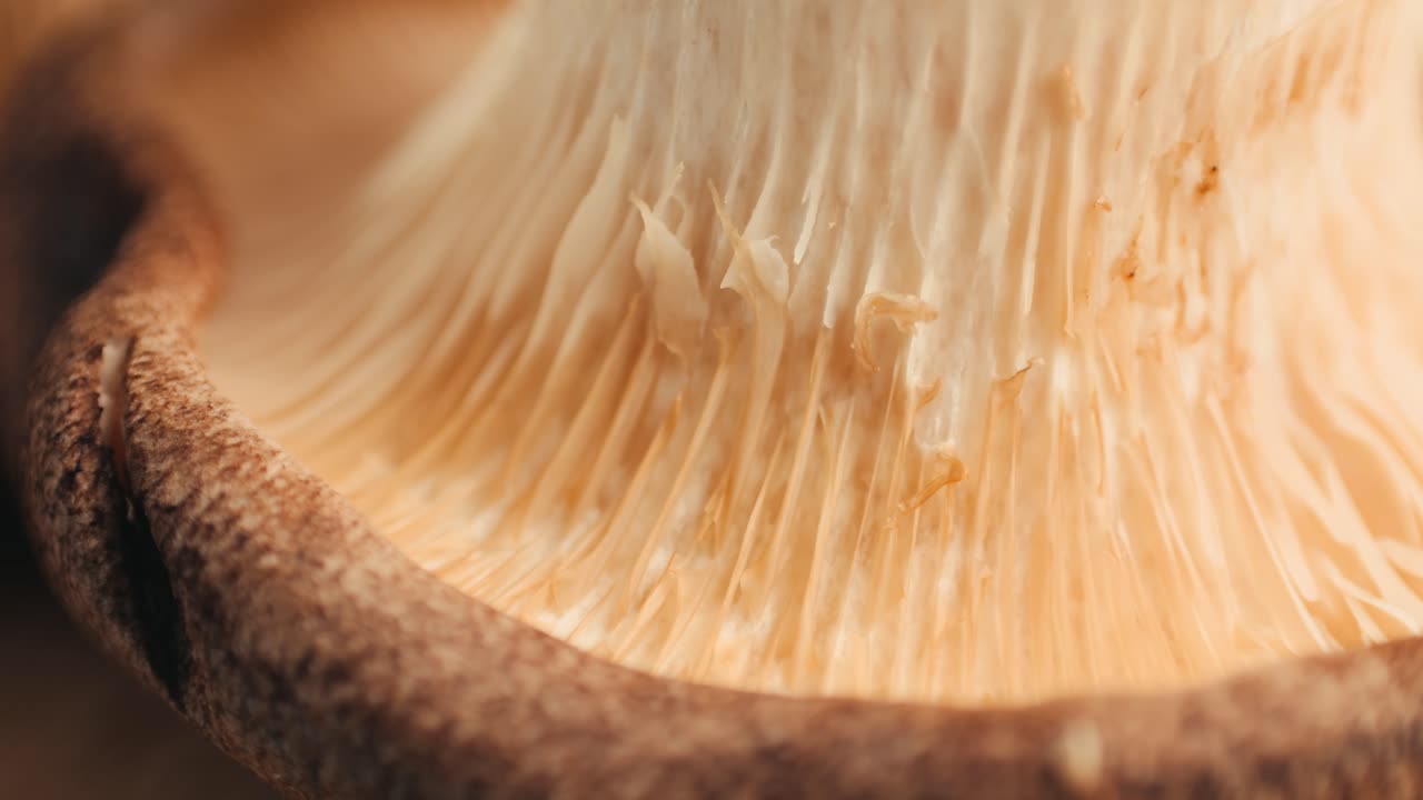 Close-up of Shiitake Mushroom
