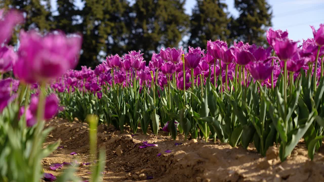 ground shot, at the foot of a field of beautiful fringed pink-purple tulips, on dry land with sunlight streaming through the tulips, blurred fir trees in the background and blue sky.