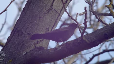 Halbnahe-Aufnahme-Einer-Amsel,-Die-Auf-Einem-Ast-In-Einem-Walnussbaum-Sitzt-Und-Der-Wind-Leicht-Durch-Ihre-Federn-Kämmt