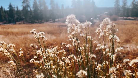 golden meadow with fluffy flowers