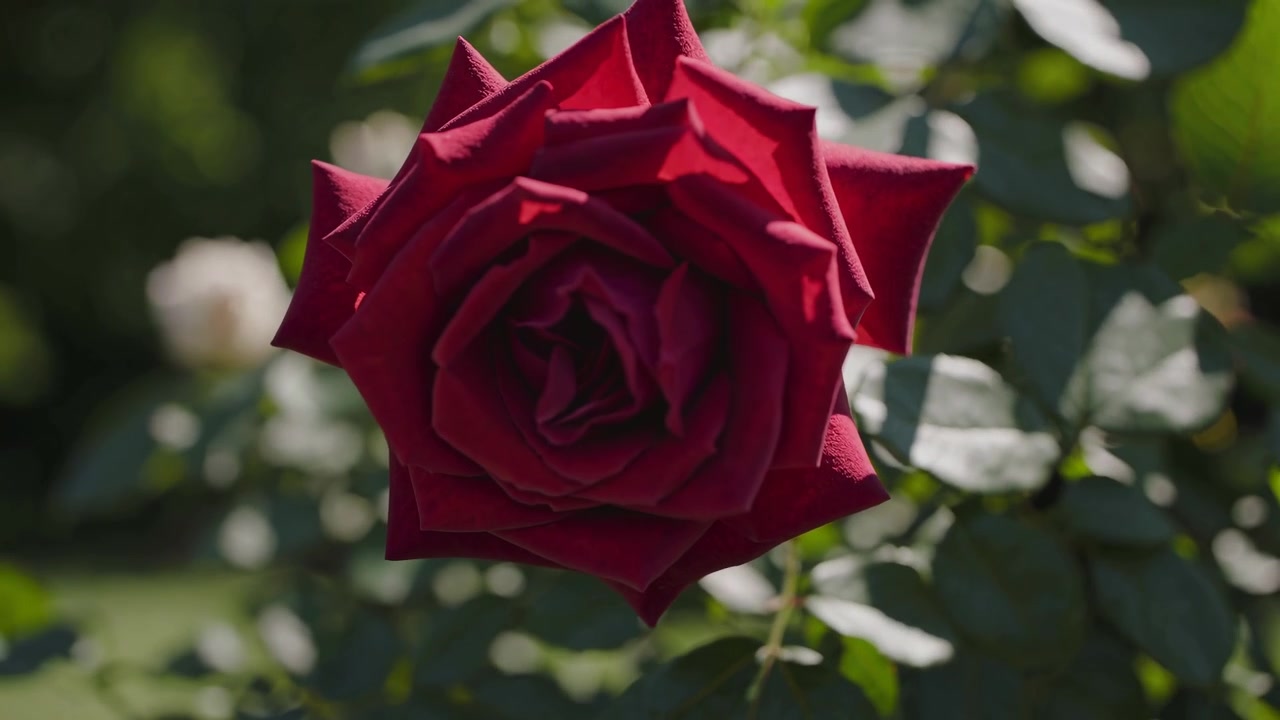 Primo piano di una rosa rossa vibrante in un giardino lussureggiante