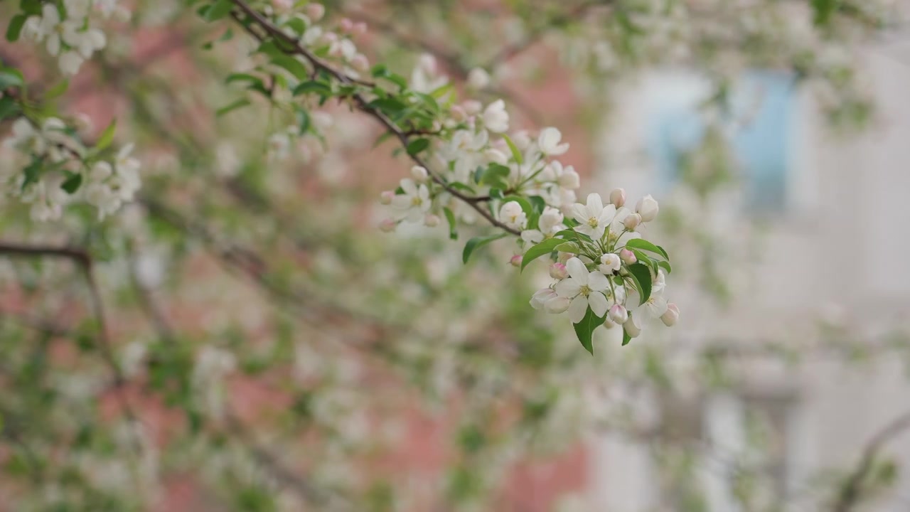 Close-up of White Apple Tree Blossoms Swaying in Spring Breeze