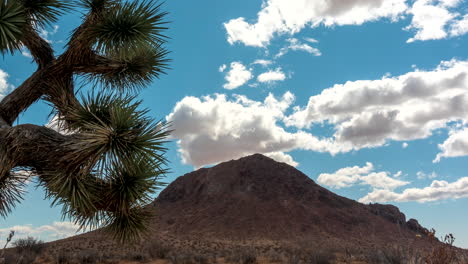 nuvens fofas acima de uma montanha no deserto de mojave sombreiam a paisagem - lapso de tempo panorâmico com joshua tree em primeiro plano