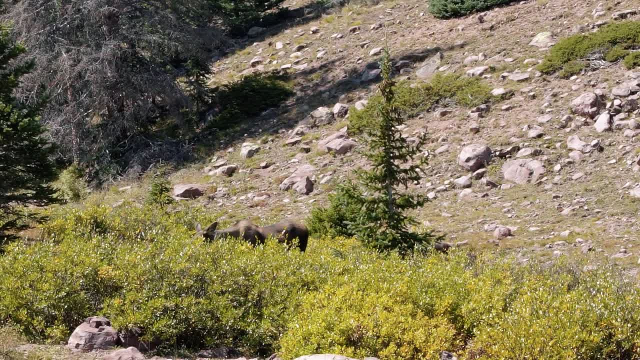 un alce bebé pastando en un gran arbusto verde en cámara lenta cerca del lago del castillo rojo inferior en el bosque nacional alto de uinta entre utah y wyoming en una caminata de mochilero en un día de verano