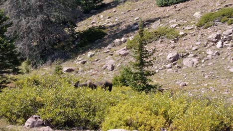 a baby moose grazing on a large green bush in slow motion up near the lower red castle lake in the high uinta national forest between utah and wyoming on a backpacking hike on a summer day