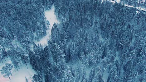 vista aérea de un bosque congelado con árboles cubiertos de nieve en invierno