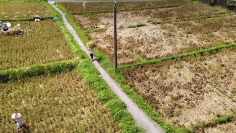 farmers carry bundles in rice fields, wear conical hats agricultural paddies in southeast asia aerial panoramic view