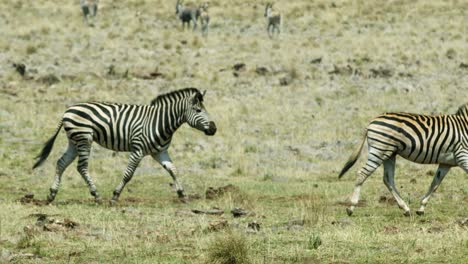 zebras galloping through the grassland