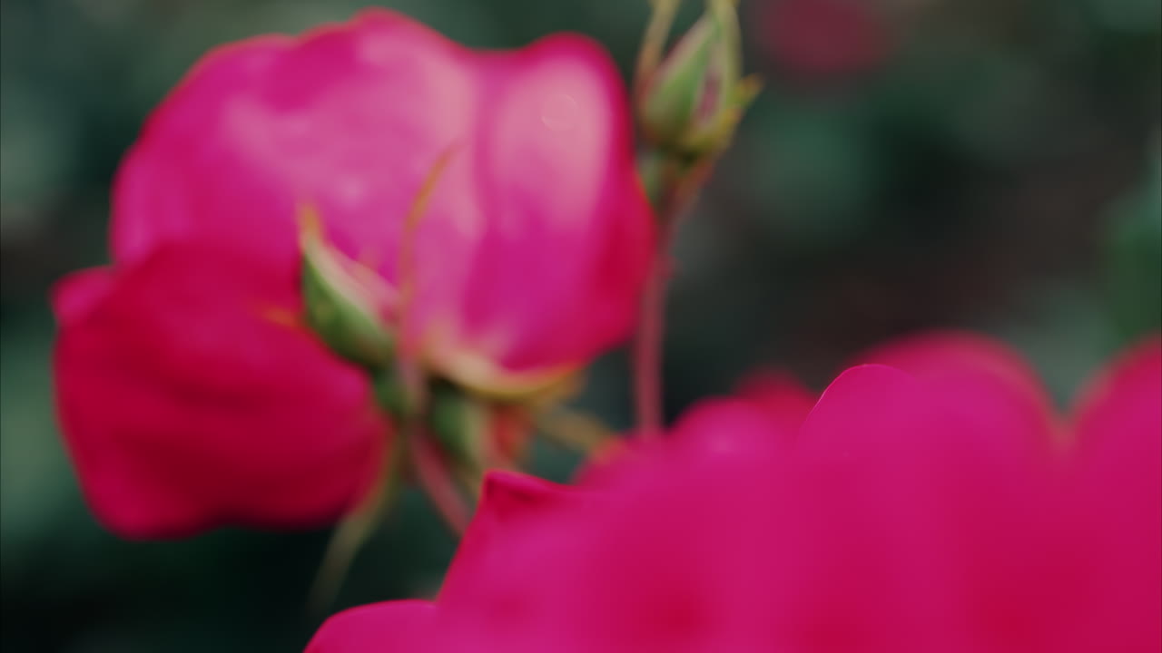 Close up of pink roses with water drops in a garden