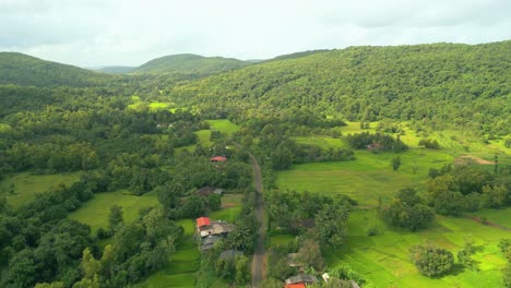 vegetación del bosque vista de pájaro