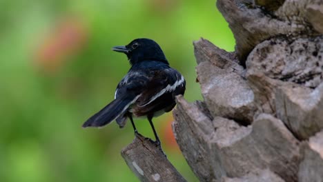 Das-Orientalische-Elsternrotkehlchen-Ist-Ein-In-Thailand-Sehr-Verbreiteter-Sperlingsvogel,-In-Dem-Er-überall-Zu-Sehen-Ist