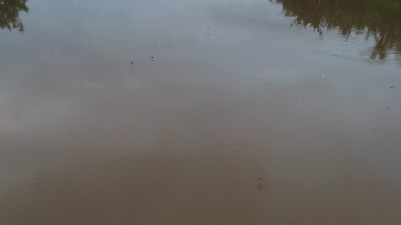 toma aérea de pájaros volando cerca de la superficie del agua sucia del río cisadane en el sur de tangerang, indonesia
