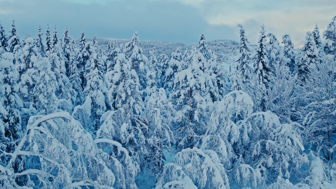 Bjerge med snedækkede træer om vinteren. Luftfoto