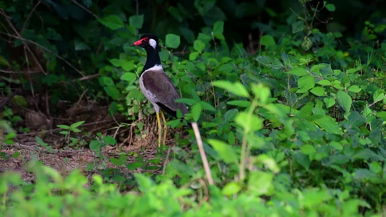 el avefría de barbas rojas es una de las aves más comunes de tailandia