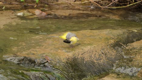 female grey wagtail bird preening feathers, clear tail and wing grooming perched on rock by fast flowing water stream cascades - closeup