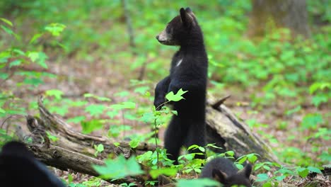 black bear cubs playing standing up in the forest under their mother's watchful eye in cades cove, great smoky mountains national park