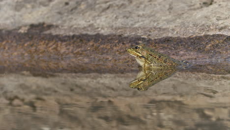 a common green frog standing on a pool with its own reflection, handheld wide shot