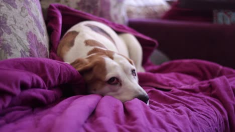 brown and white beagle lying on a purple blanket on a sofa alone