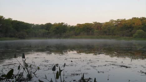 Pan-A-Través-De-Un-Pantano-En-Los-Everglades-De-Florida