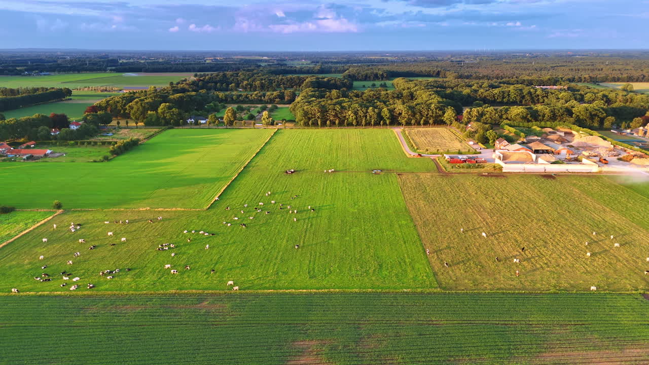 Farmland with grazing cattle at dusk. Aerial scene of expansive Dutch pastures with grazing cattle